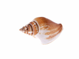 Shell, conceptual studio isolated photo