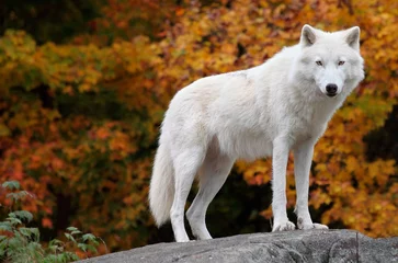 Abwaschbare Fototapete Wolf Arktischer Wolf, der an einem Herbsttag in die Kamera schaut