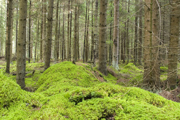 Fototapeta na wymiar Moss in forest.