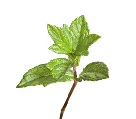Tree shoot isolated on white background