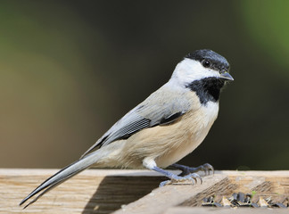 Black-capped Chickadee