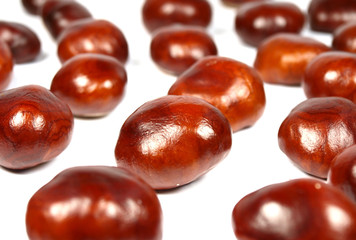 Chestnut on white background