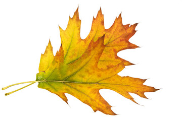 Blatt einer Roteiche