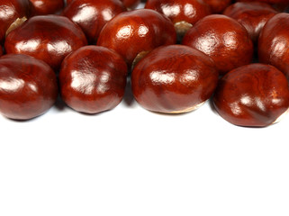 Chestnut on white background