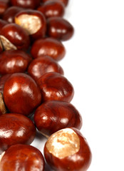 Chestnut on white background