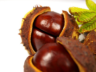Chestnut on white background