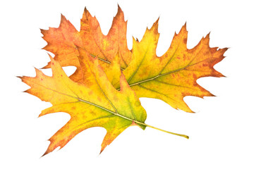 Blätter einer Roteiche