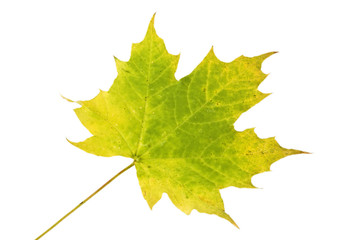 Herbst Blatt eines Ahorn