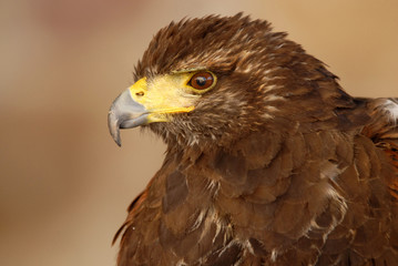 Aguila americana