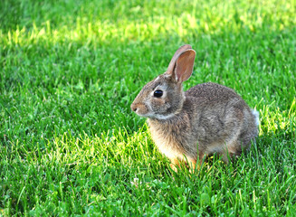 Cute cottontail rabbit in the grass