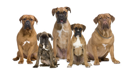 Portrait of boxer dogs sitting in front of white background