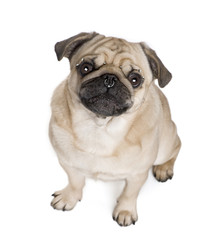 Pug with nose and face piercings in front of white background
