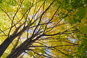 Maple tree in autumn color