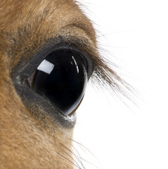 Close-up of Foal's eye, in front of white background