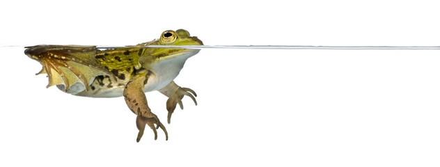 Fototapeta premium Frog floating in water against white background