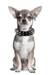 Chihuahua with face piercings against white background