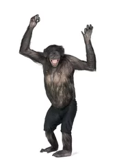 Photo sur Aluminium Singe Chimpanzé en short avec les bras levés sur fond blanc