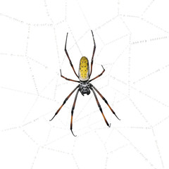 Golden Orb-web spider in spider web, against white background