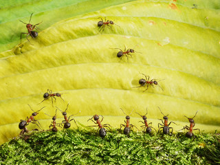races in anthill. referee, racers and fans get emotional