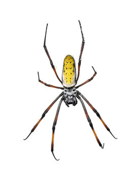 Golden Orb-web spider, against white background
