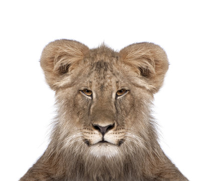 Portrait of immature lion in front of white background