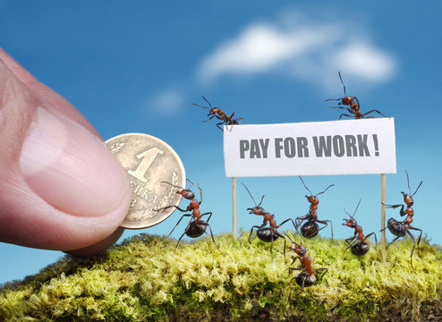 ants demand payment