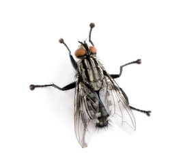 Flesh fly in front of white background, studio shot