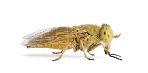 Horse-fly, against white background, studio shot