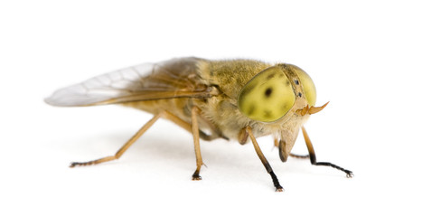 Horse-fly, against white background, studio shot