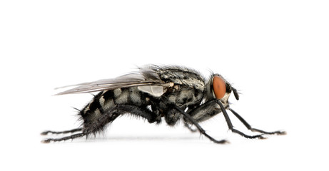 Flesh fly in front of white background, studio shot