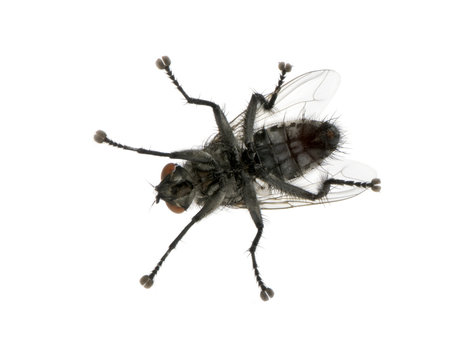 Flesh fly in front of white background, studio shot