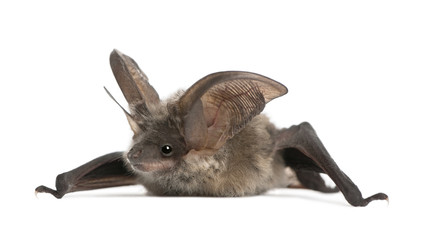 Grey long-eared bat, in front of white background, studio shot