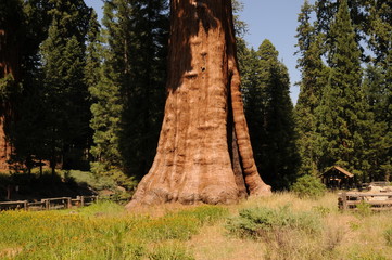 Sequoia Nationalpark, California, USA, Sentinel