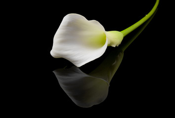 beautiful white Calla lilies over black background