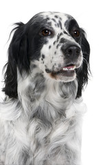 Black and white bastard dog against white background