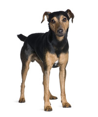 Obraz premium Manchester Terrier, standing in front of white background