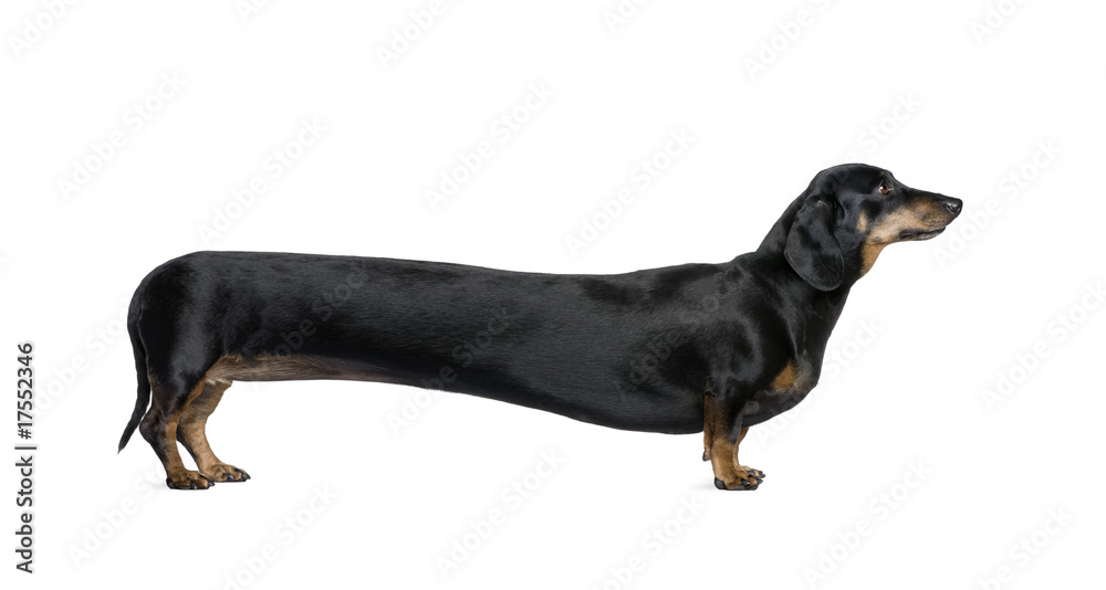 Canvas Prints long dachshund, standing in front of white background