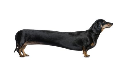 Long Dachshund, standing in front of white background