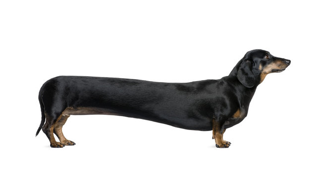 is a dachshund a weiner dog