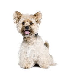 Biewer Terrier, 4 years old, in front of white background