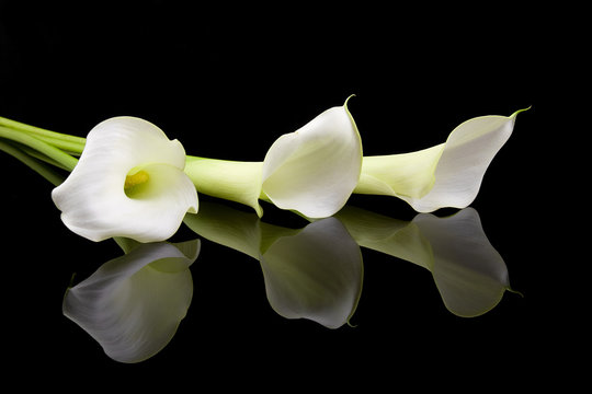 Fototapeta beautiful white Calla lilies over black background