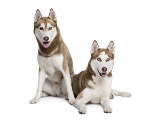 Husky dogs sitting in front of white background, studio shot