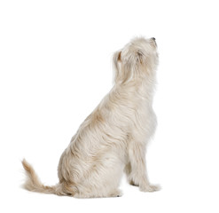 Pyrenean Shepherd sitting in front of white background