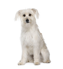 Pyrenean Shepherd sitting in front of white background