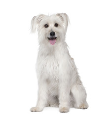 Pyrenean Shepherd sitting in front of white background