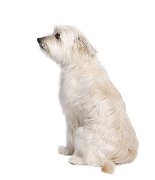 Pyrenean Shepherd sitting in front of white background