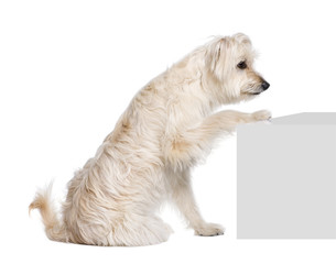 Pyrenean Shepherd sitting near pedestal against white background