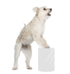 Pyrenean Shepherd near pedestal in front of white background