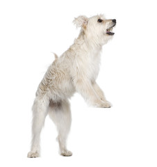 Pyrenean Shepherd standing in front of white background