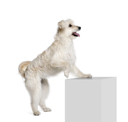 Pyrenean Shepherd near pedestal in front of white background